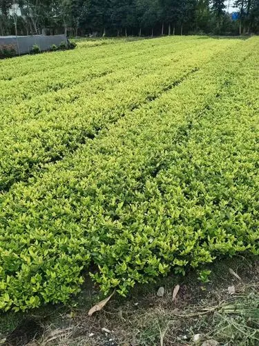 30亩大型园林景观设计